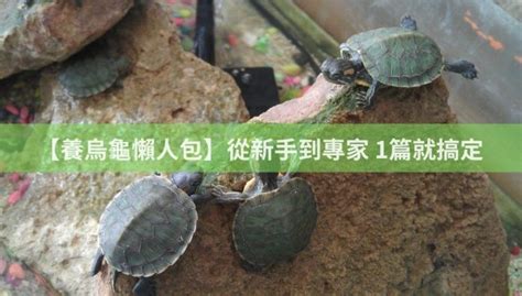 家中養烏龜|【養烏龜懶人包】：從新手到專家，1篇就搞定